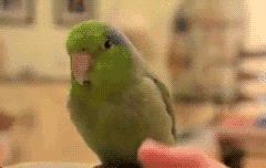 tumblr_mhk1kl9M5G1r5c792o1_250